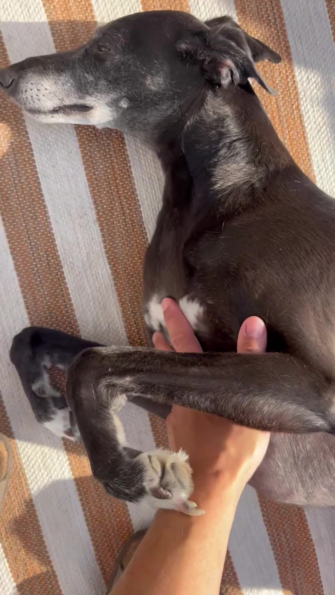 Mixed Breed dogs for sale: 4yo male whippet urgently needs a home  - Video 2