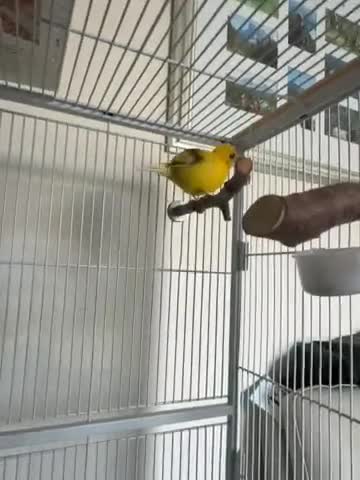 Canaries birds for sale: Canary  - Video 1