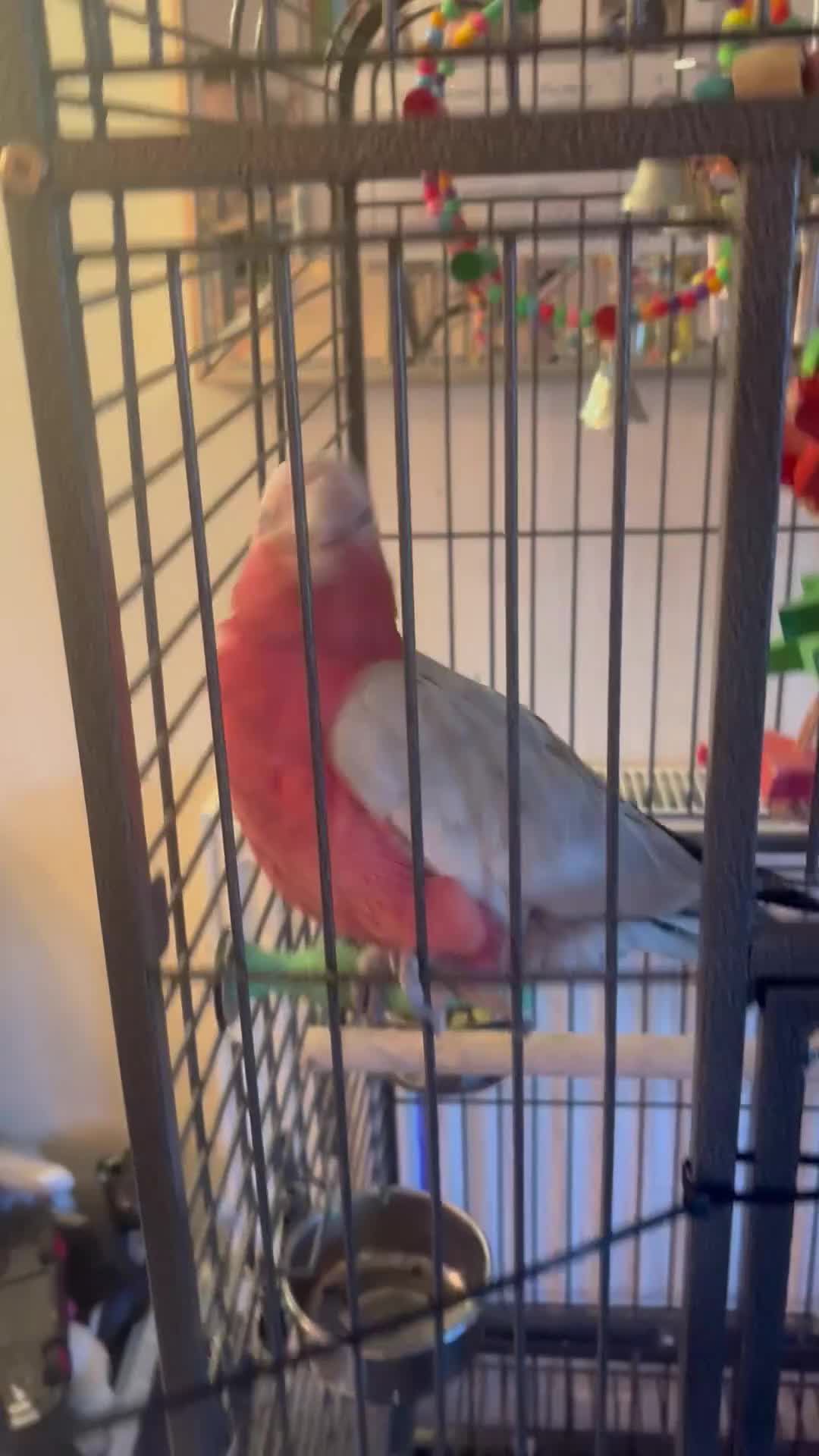 Cockatoo birds for sale: Pink galah cockatoo  in Matlock - Video 4