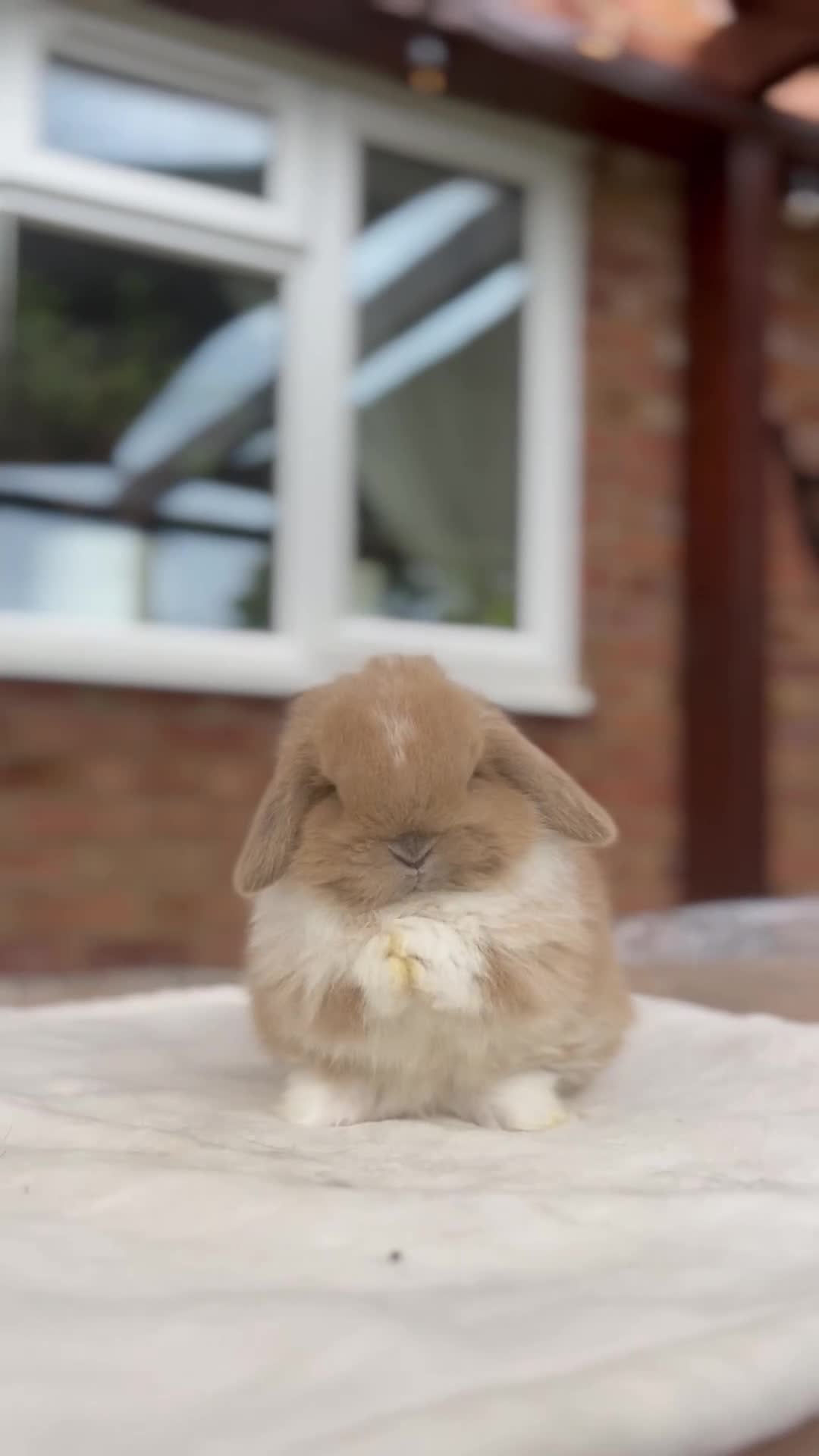 Mini Lop rabbits for sale: Minilop Buck Available  - Video 2