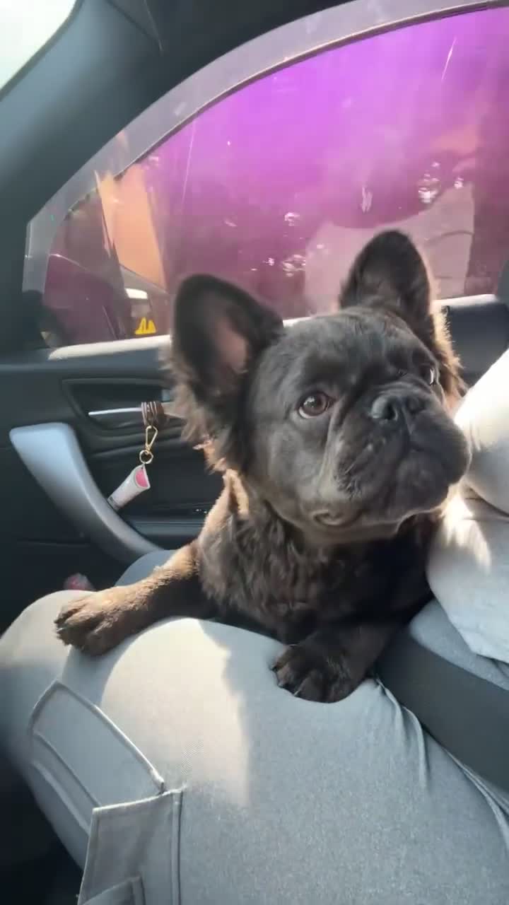 French Bulldog dogs for sale: Black fluffy French bulldog female  - Video 2