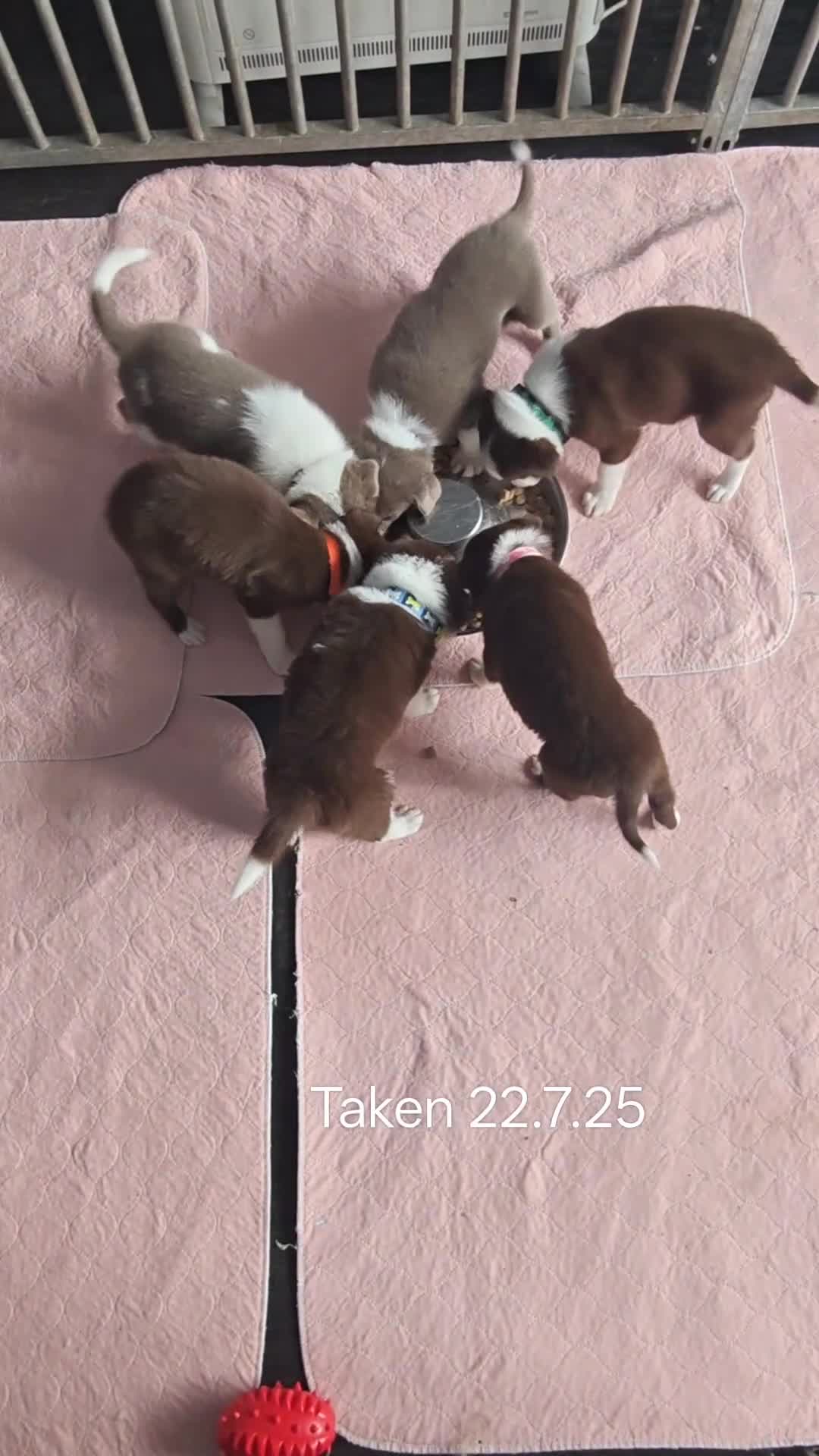 Border Collie dogs for sale: 6 Kennel Club registered Border Collie pups - Video 1