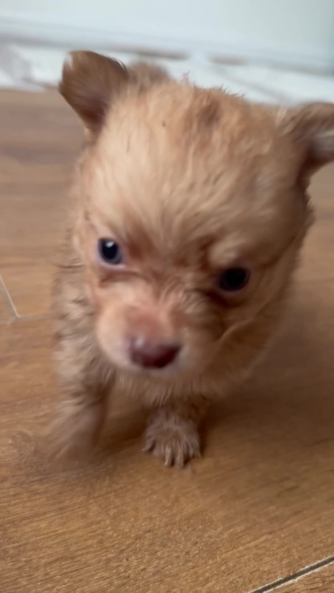 Pomchi dogs for sale: Last 2 boys family raised Pomchi puppies 💗 - Video 4