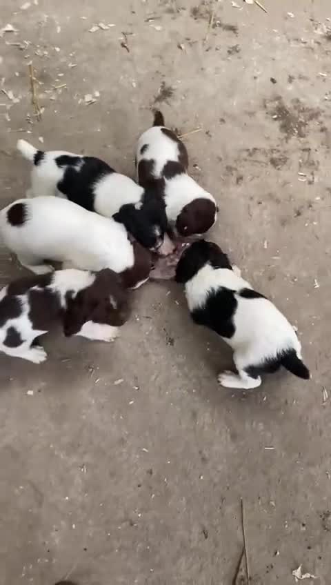 English Springer Spaniel dogs for sale: Springer spaniel pups - Video 1