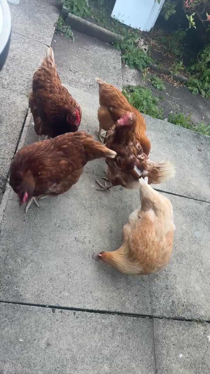 Mixed Breed birds for sale: 5 hens  in Rochdale - Video 1
