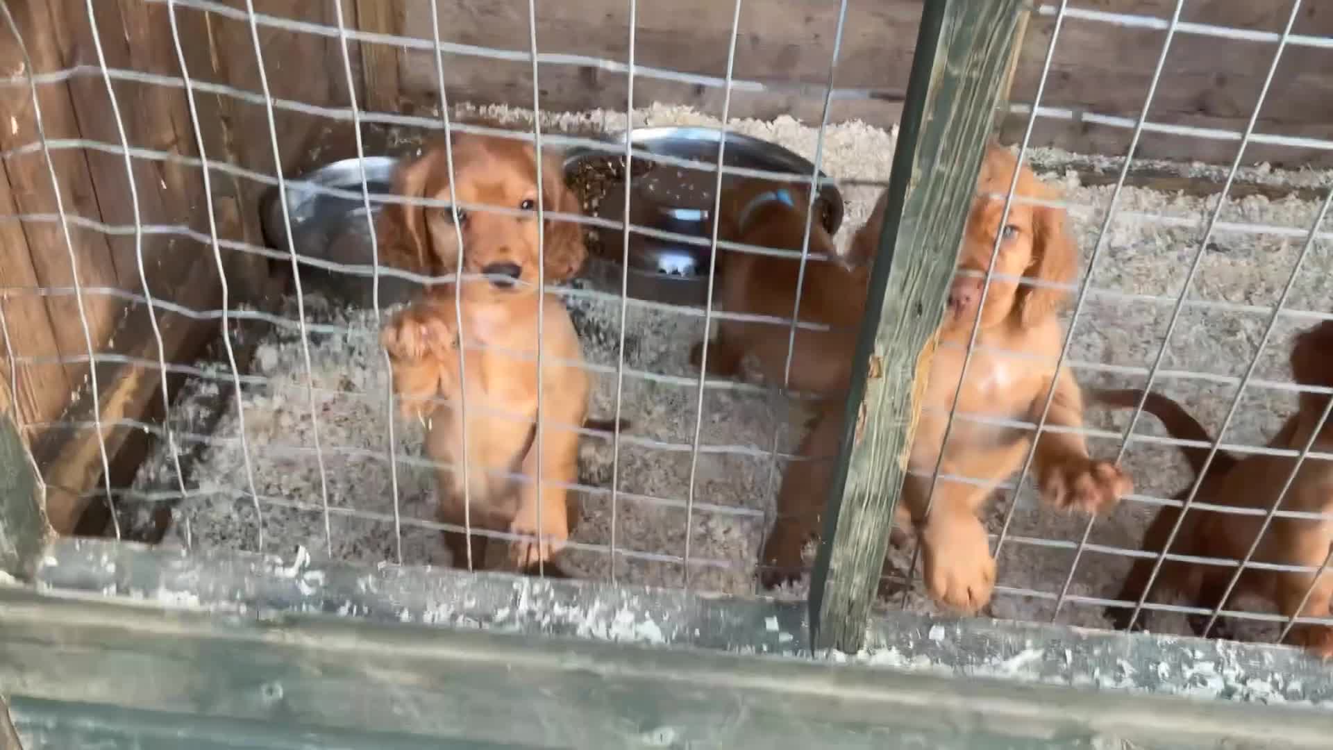 Cocker Spaniel dogs for sale: Hereditary clear working cocker spaniels - Video 1