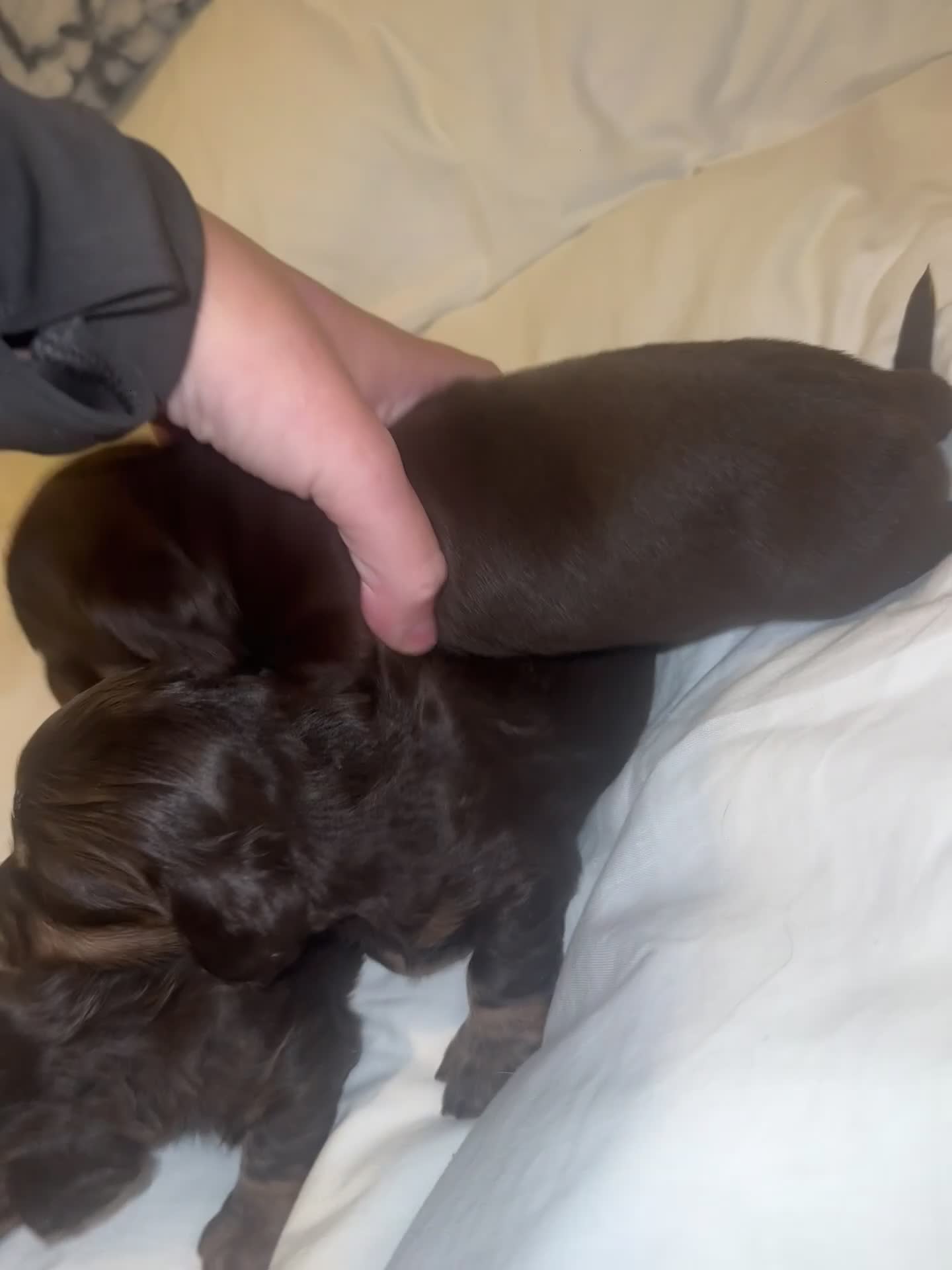 Dachshund dogs for sale: KC registered Dachshund long/short haired puppies - Video 1