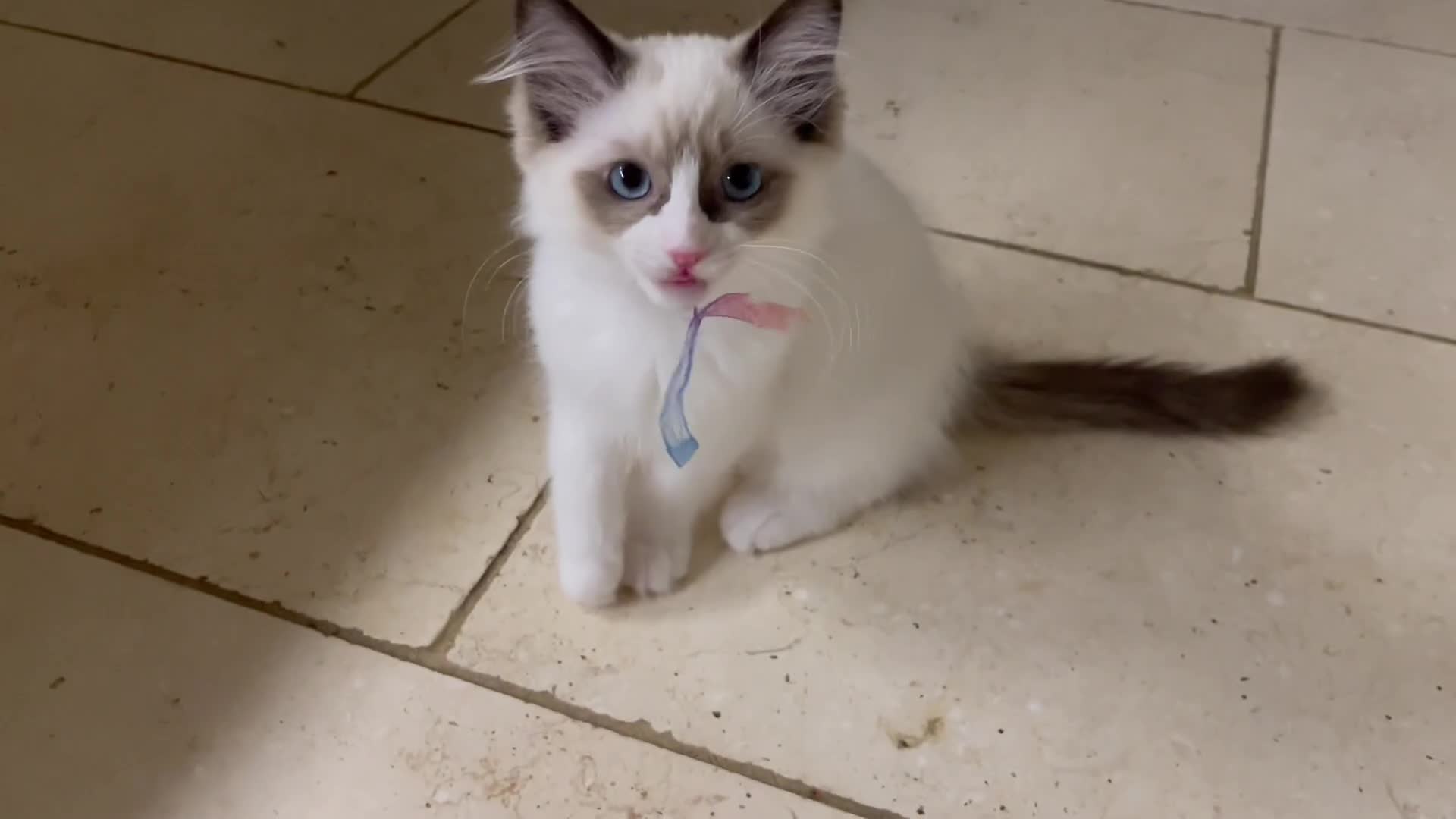 Ragdoll cats for sale: 1 left - Pedigree Bicolour Ragdoll kittens  - Video 2