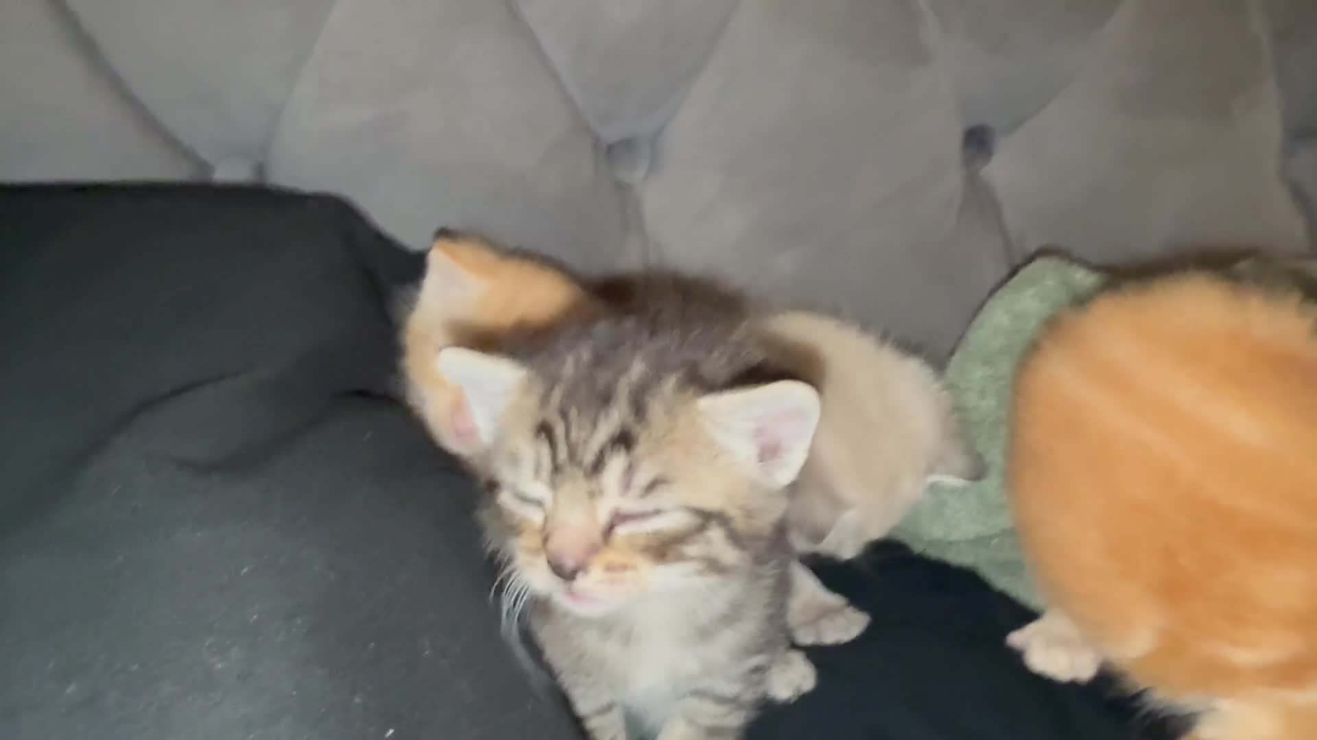 Mixed Breed cats for sale: 4 kittens for sale  in Colchester - Video 2