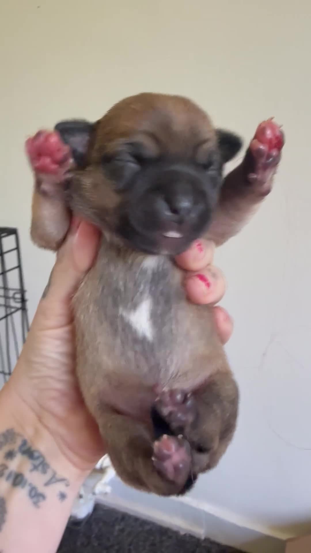 Staffordshire Bull Terrier dogs for sale: Staffy puppies  - Video 1
