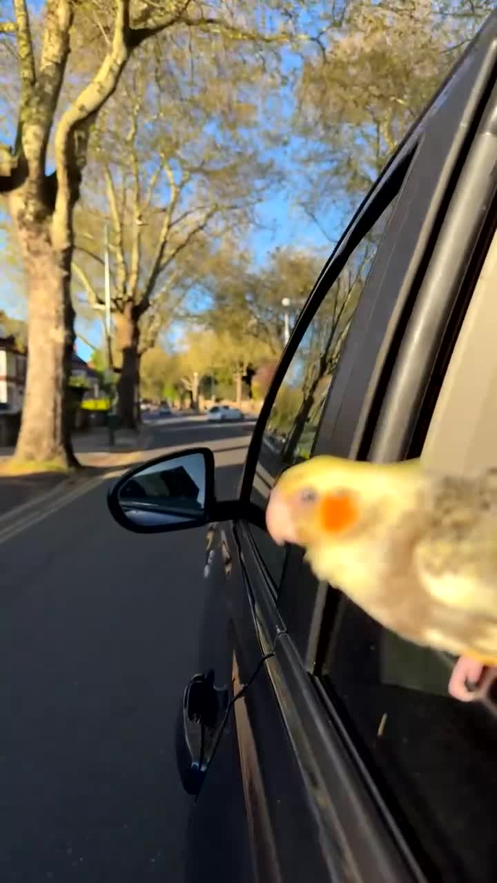 Cockatiels birds for sale: Hand-Tamed Cockatiel ❤️ - Video 2