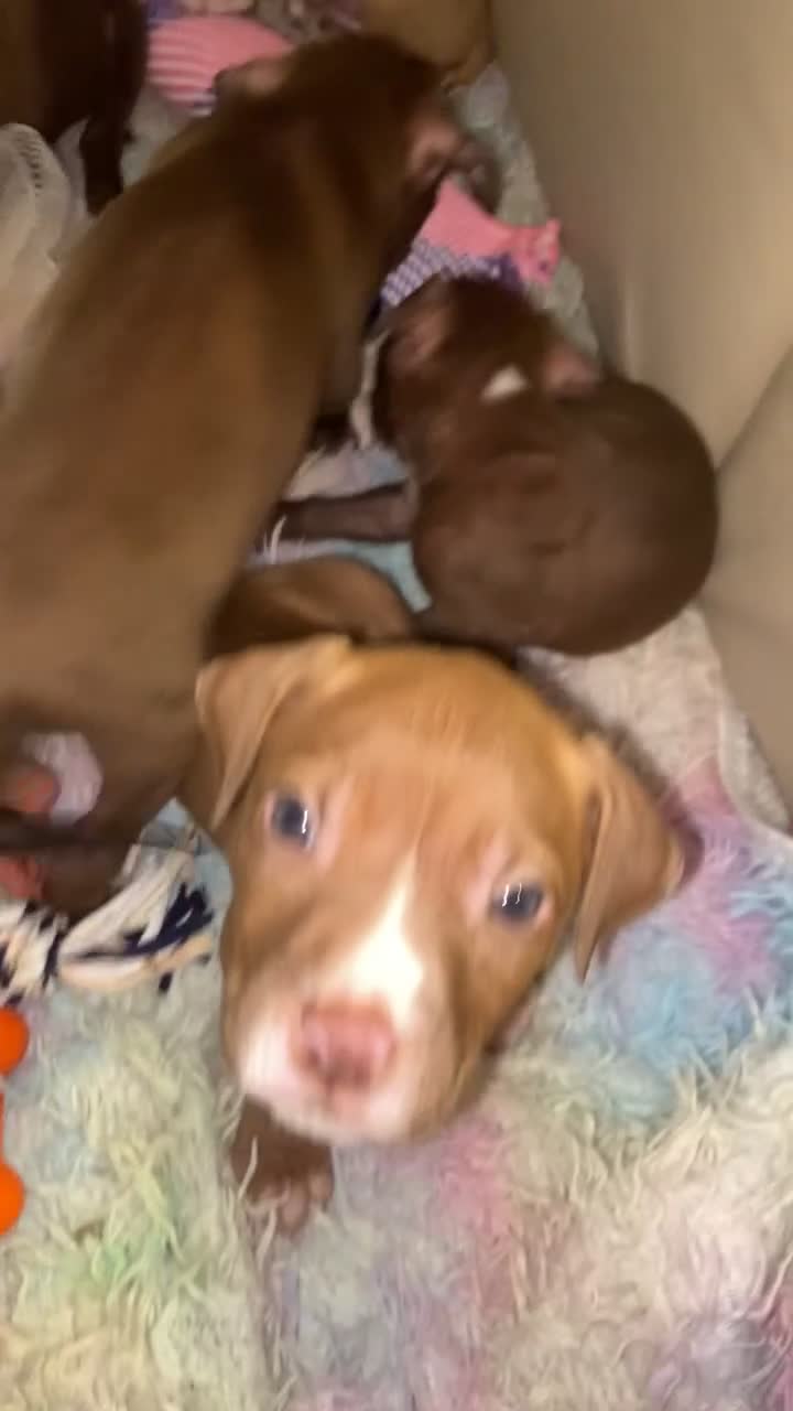 Bullmastiff dogs for sale: Bullmastiff puppies looking for their forever home in Motherwell - Video 2