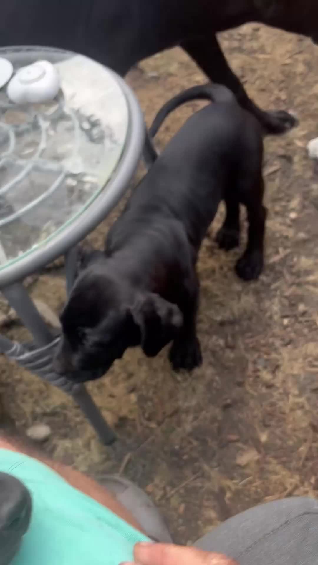 Mixed Breed dogs for sale: Cane Corso / Bullmastiff Puppies ready to  go. - Video 4