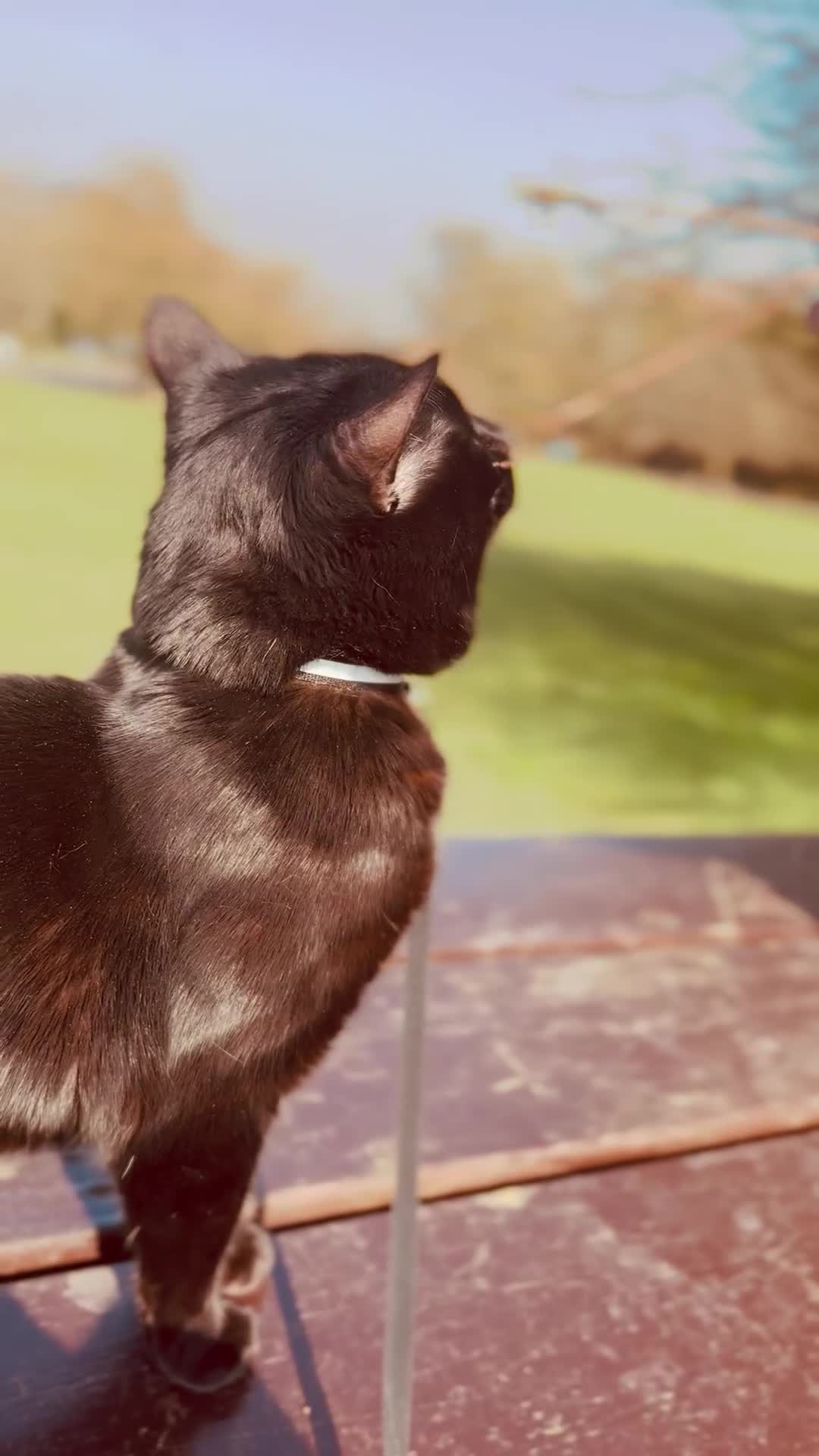 Bombay cats for sale: BLACK CUTE MALE CAT AVAILABLE -MONEY NOT AN ISSUE  - Video 1