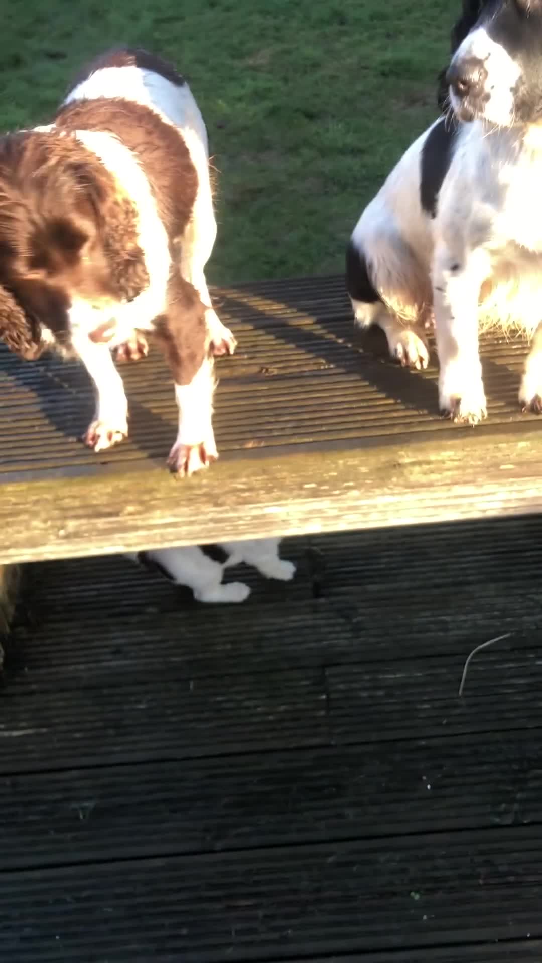 English Springer Spaniel dogs for sale: Springer spaniel pup - Video 1