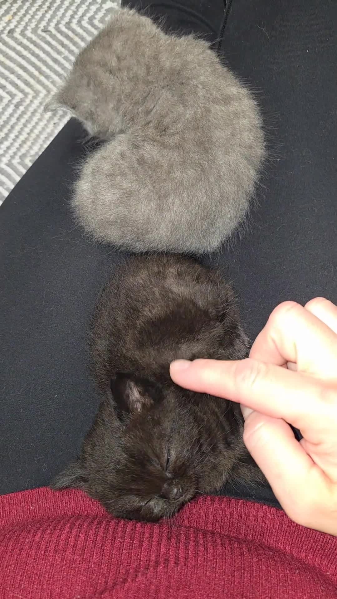 British Shorthair cats for sale: Kittens - Video 1