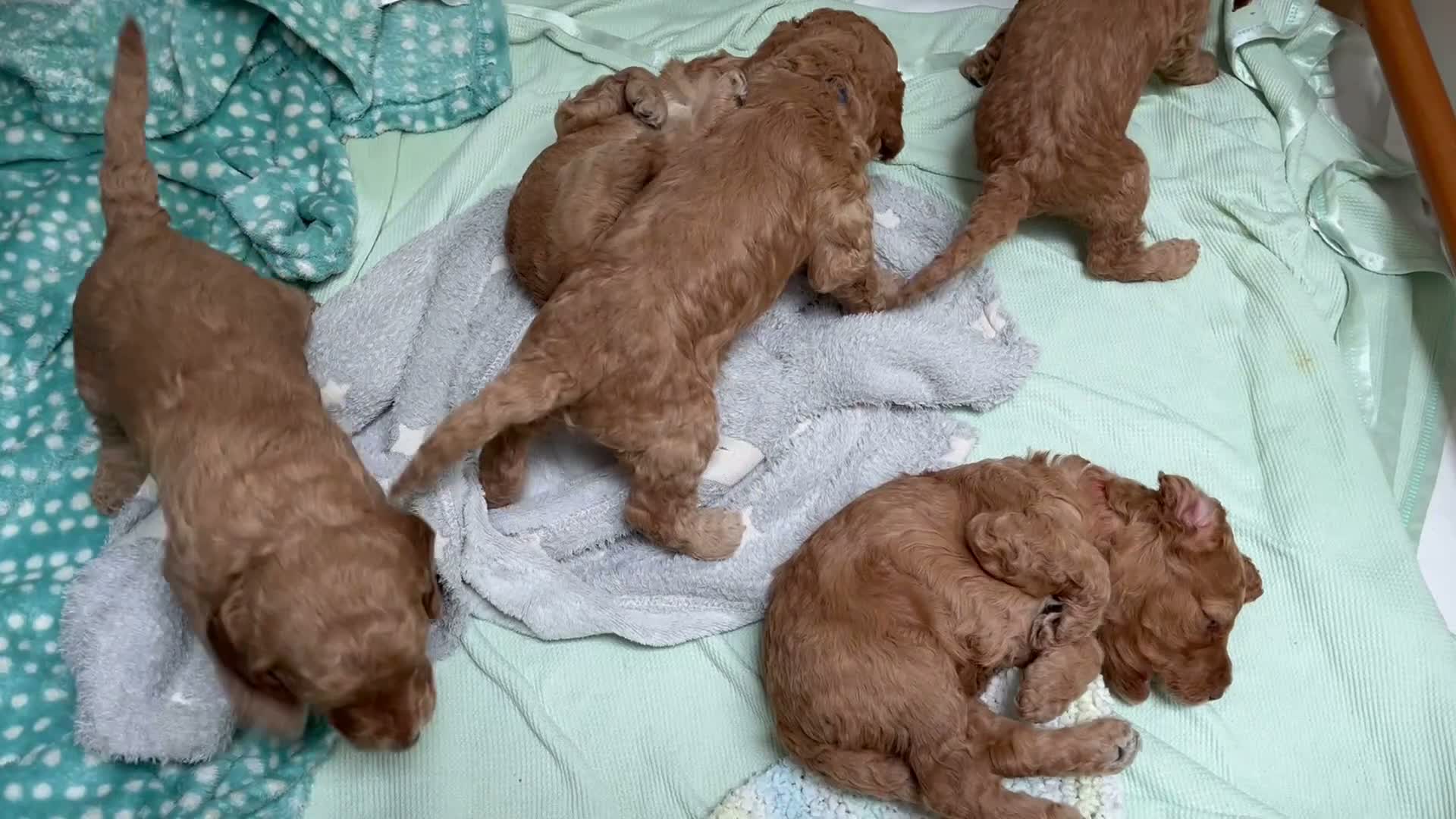 Cockapoo dogs for sale: X6 Cockapoo Puppies in Swindon - Video 1