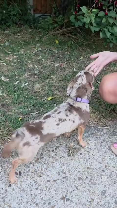Chiweenie dogs for sale: Beautiful Miniature Dachshund x Chihuahua  - Video 2