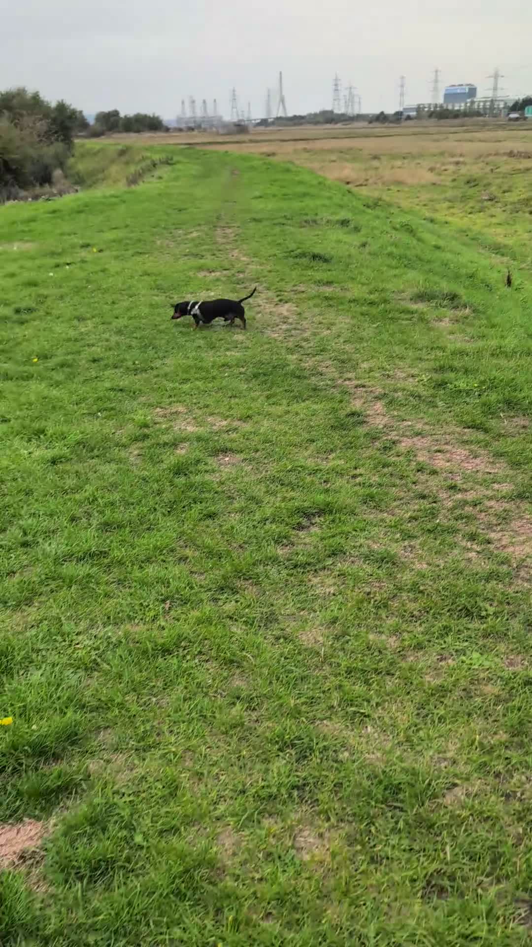 Miniature Dachshund dogs for stud: Beautiful KC registered Mini Dachshund.  in Deeside - Video 1