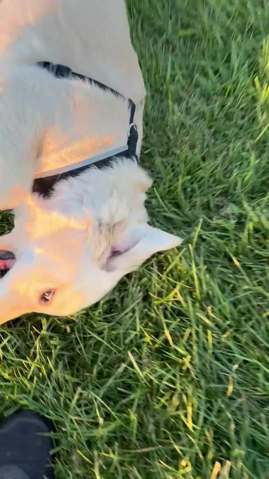 Golden Retriever dogs for sale: Six month old beautiful female puppy  - Video 3