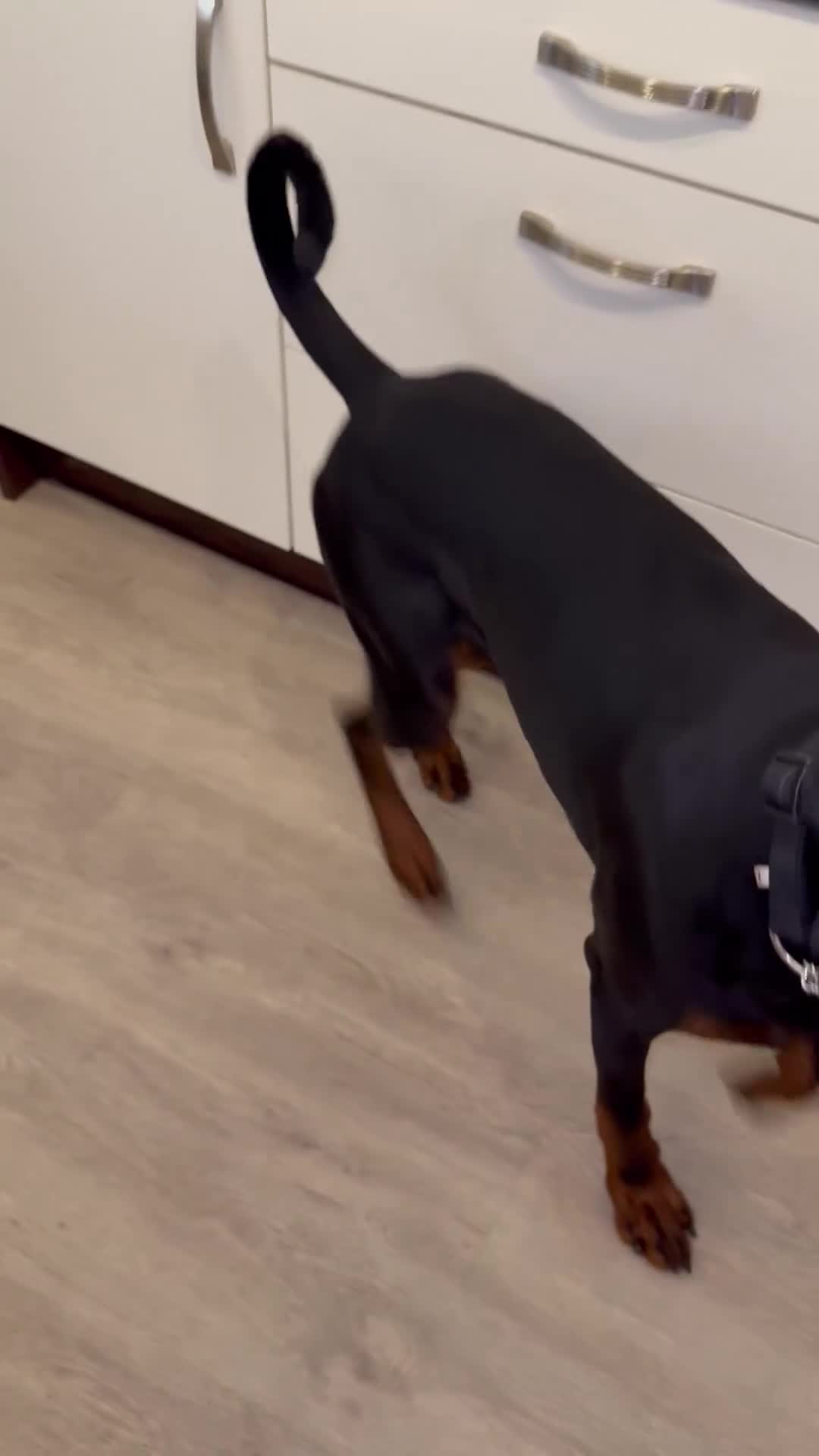 Dobermann dogs for sale: Doberman boy - Video 2