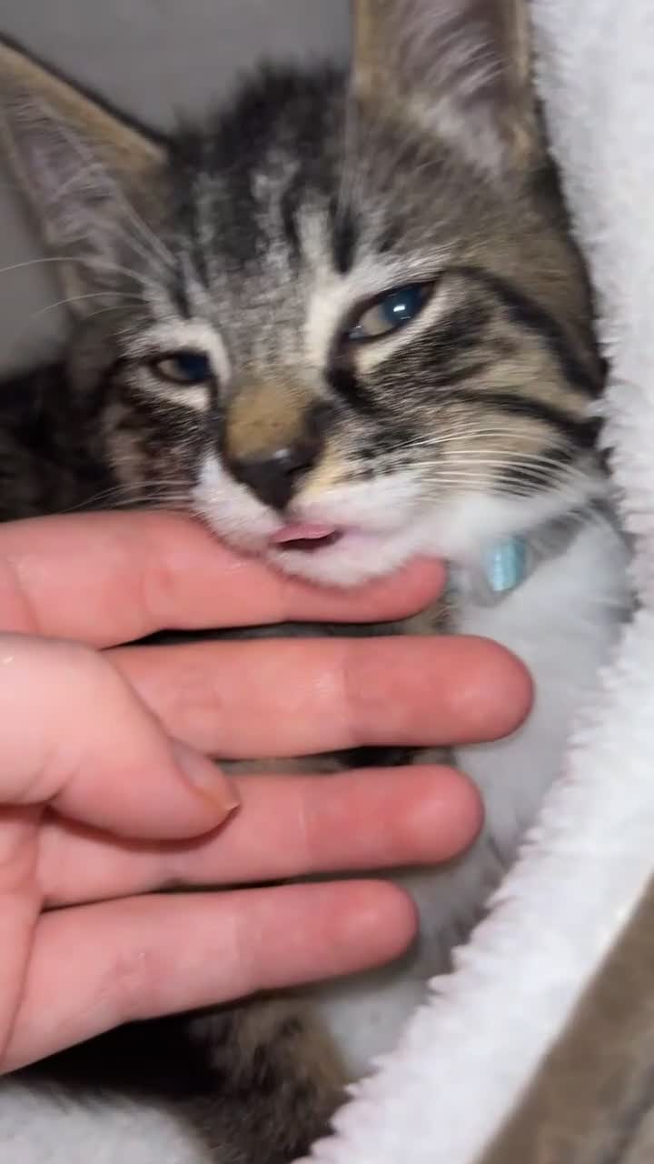 Domestic Shorthair cats for sale: Two cuddly kittens brother and sister  - Video 1