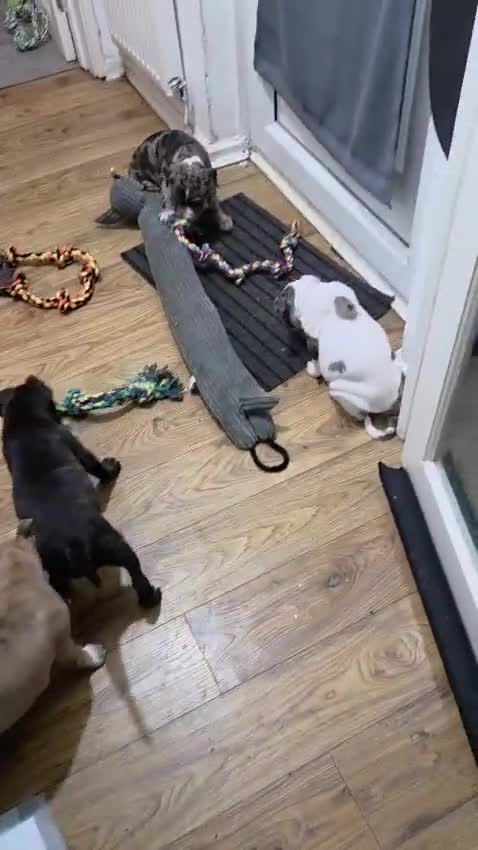 Mixed Breed dogs for sale: Female Staffy X Alapaha Blue Blood Bulldog Pups - Video 3