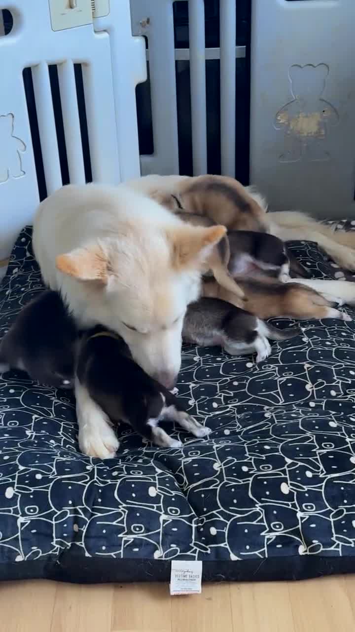 Shepsky dogs for sale: 7 beautiful Shepsky puppy’s available 🫶🏼 - Video 1