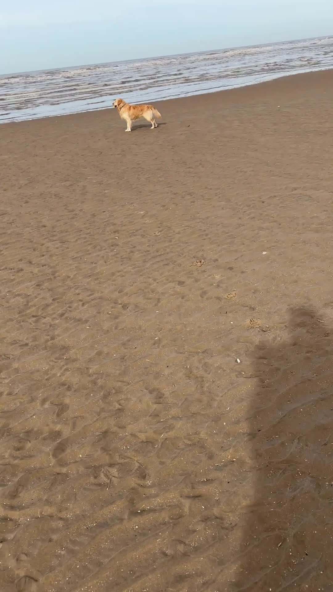 Golden Retriever dogs for stud: Extremely handsome boy - Video 1