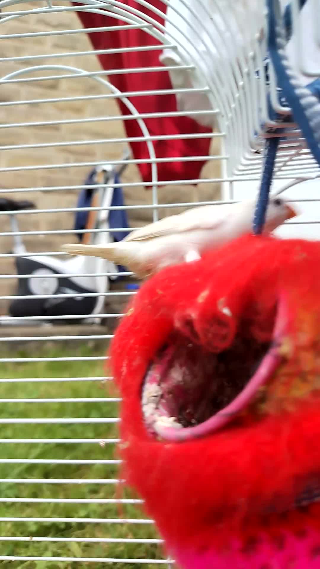 Finches birds for sale: 2 young finches (with cage).  in Bradford - Video 1