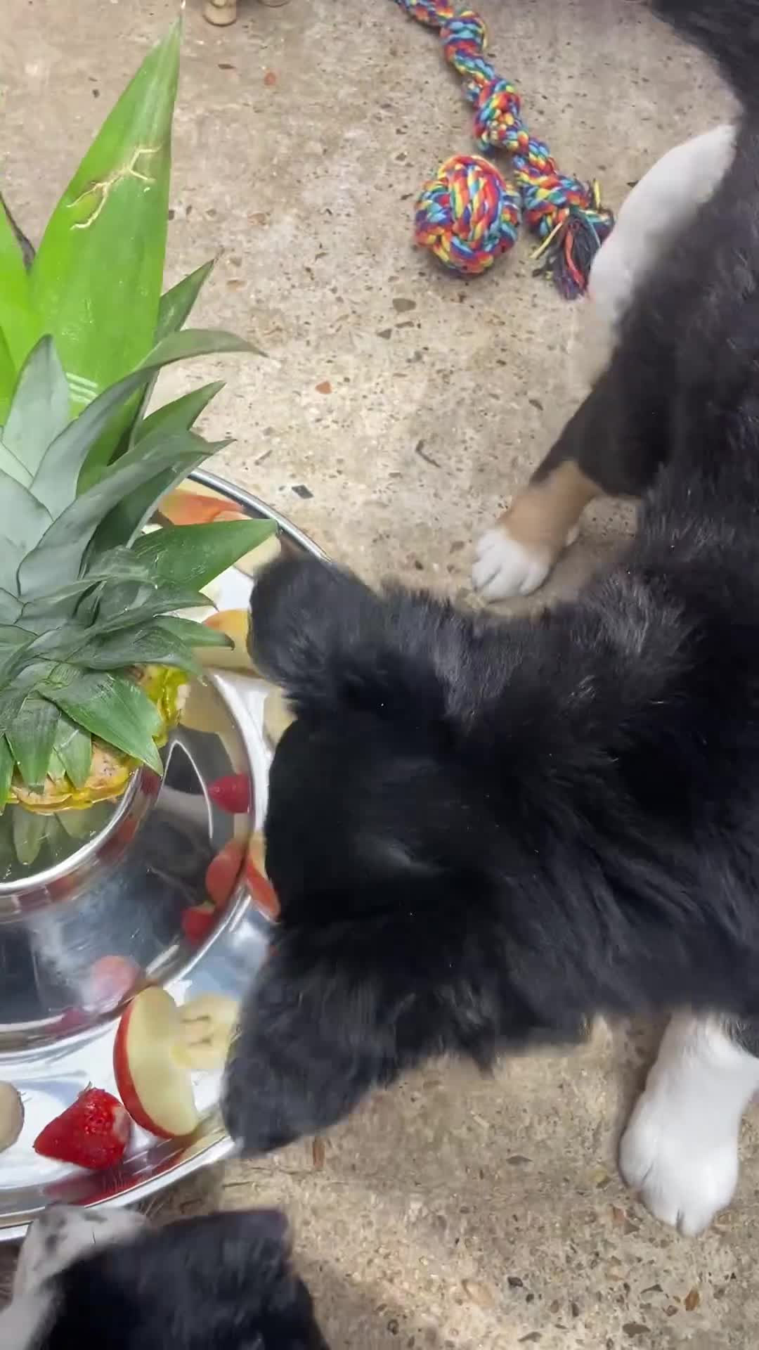 Border Collie dogs for sale: Litter Announcement-5 Tri Border Collie puppies   - Video 3