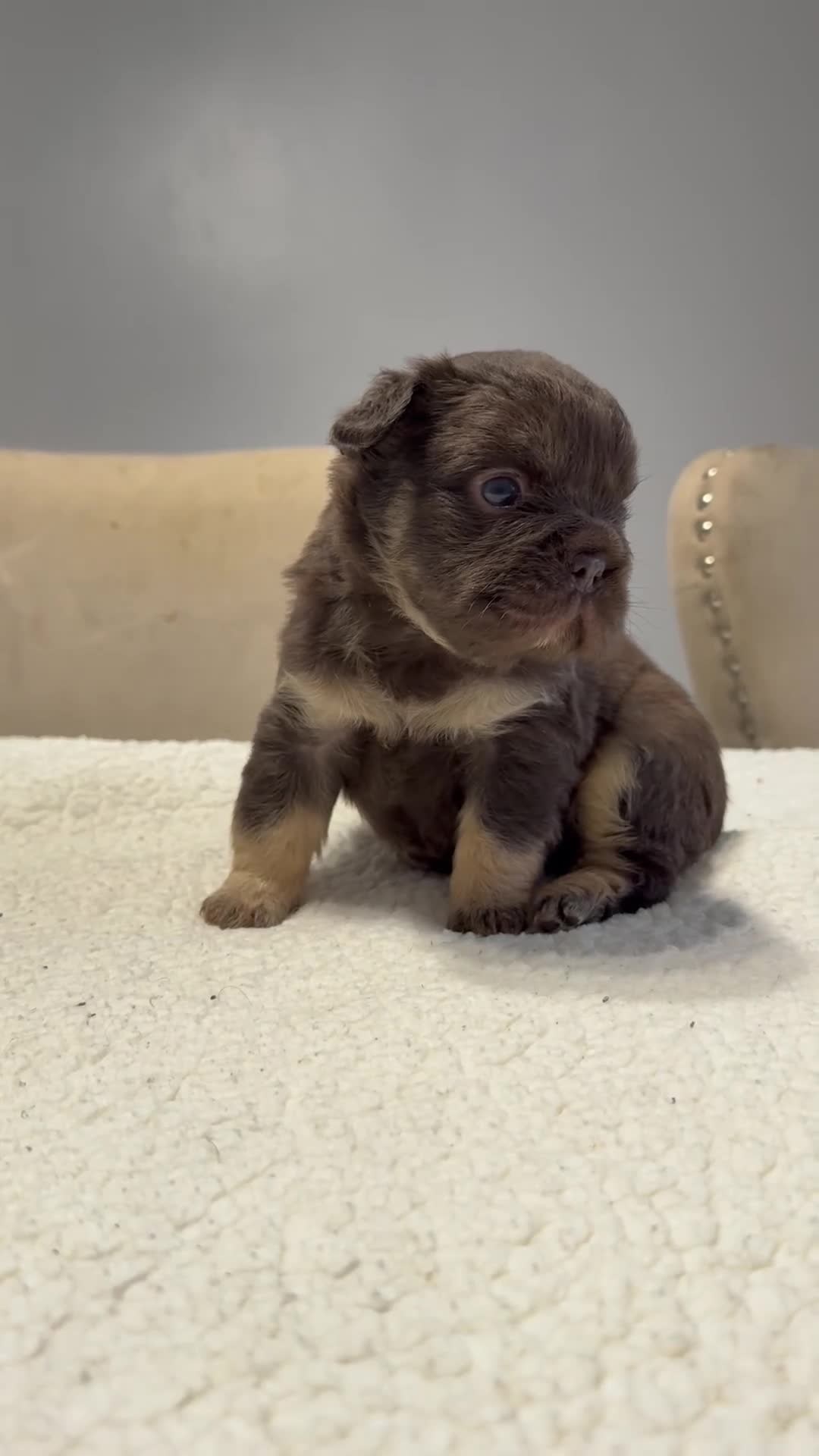 French Bulldog dogs for sale: Full fluffy French bulldogs  - Video 1