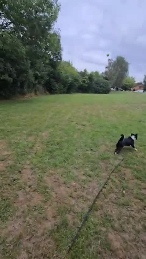 Mixed Breed dogs for adoption: 💖🐶 TOPSY 🐶💖 - Video 2