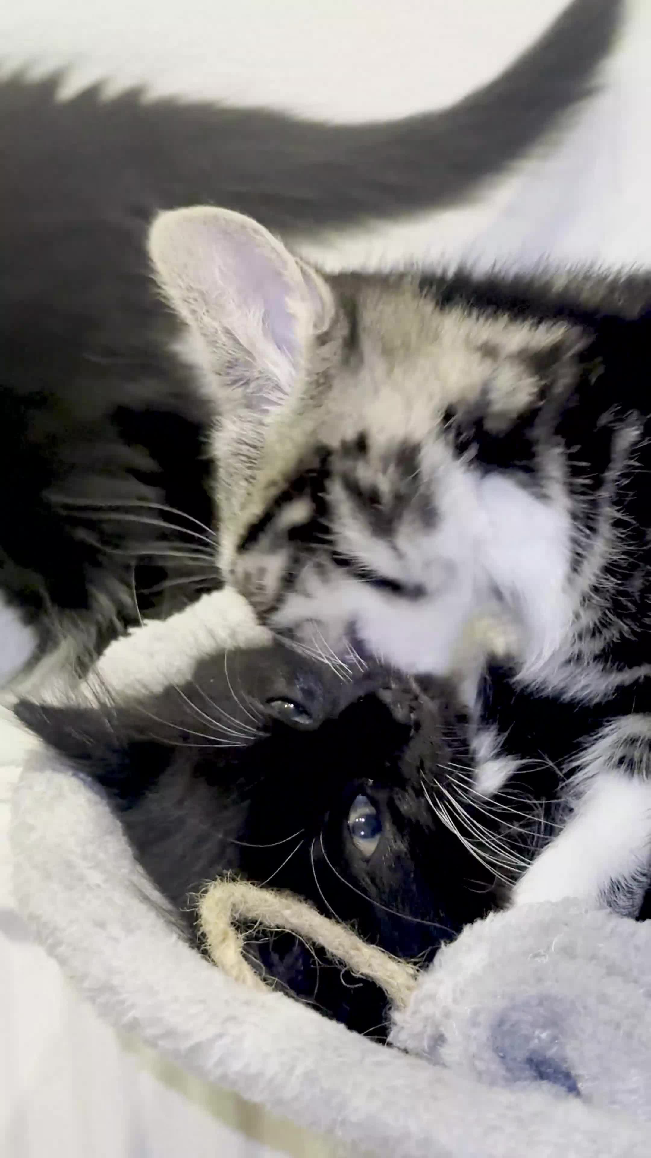 Mixed Breed cats for sale: Beautiful Kittens ready for their forever Homes - Video 1