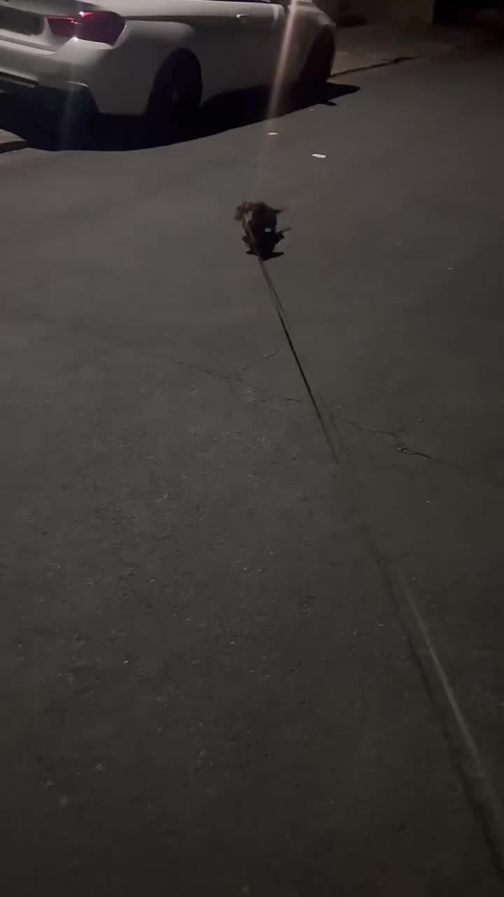 Miniature Dachshund dogs for sale: Last Longhaired miniature dachshund boy  - Video 3