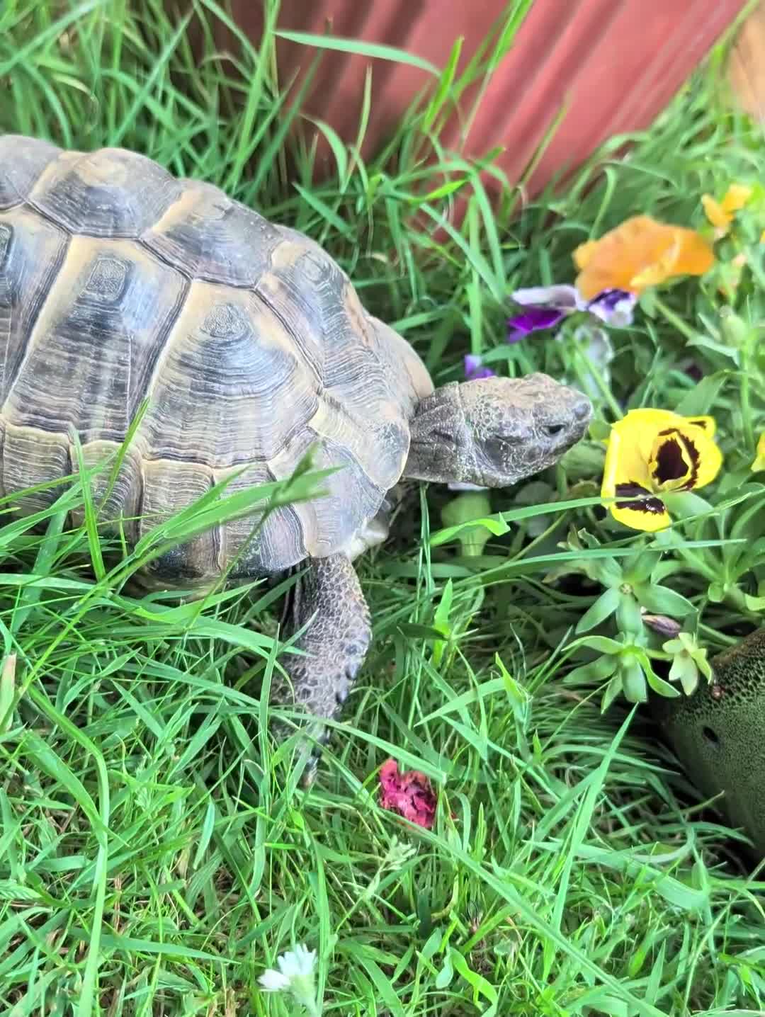 Tortoise reptiles for sale: Fred the tortoise  - Video 1
