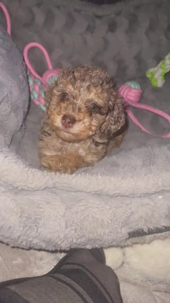Cockapoo dogs for sale: Cockapoo puppies  - Video 1