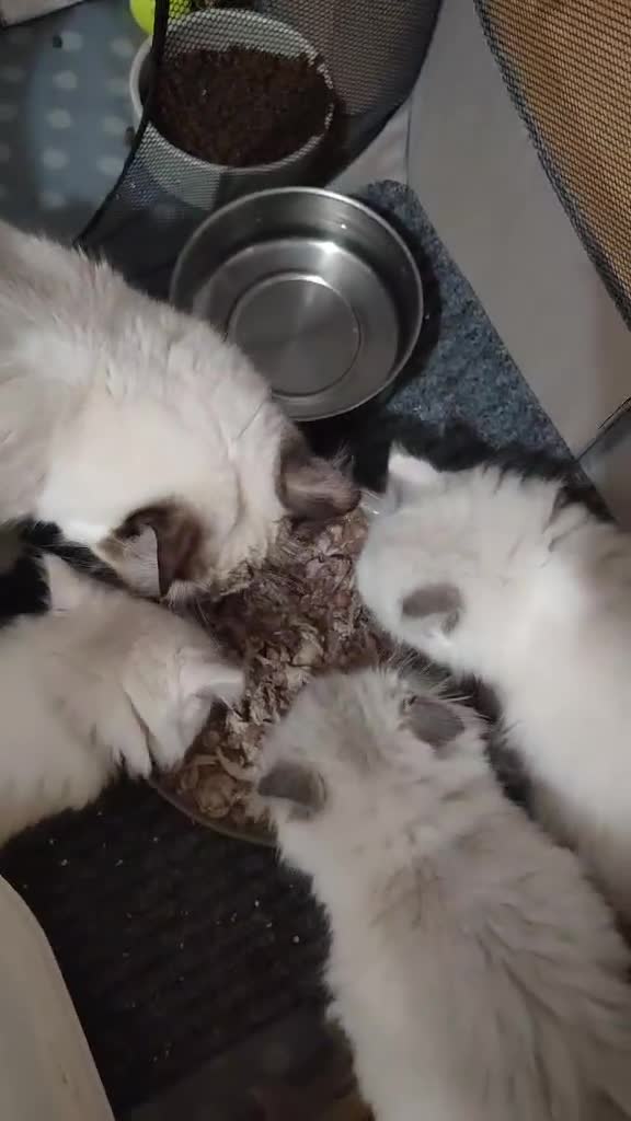 Ragdoll cats for sale: Give Your Heart a Friend-Beautiful Ragdoll Kittens - Video 2
