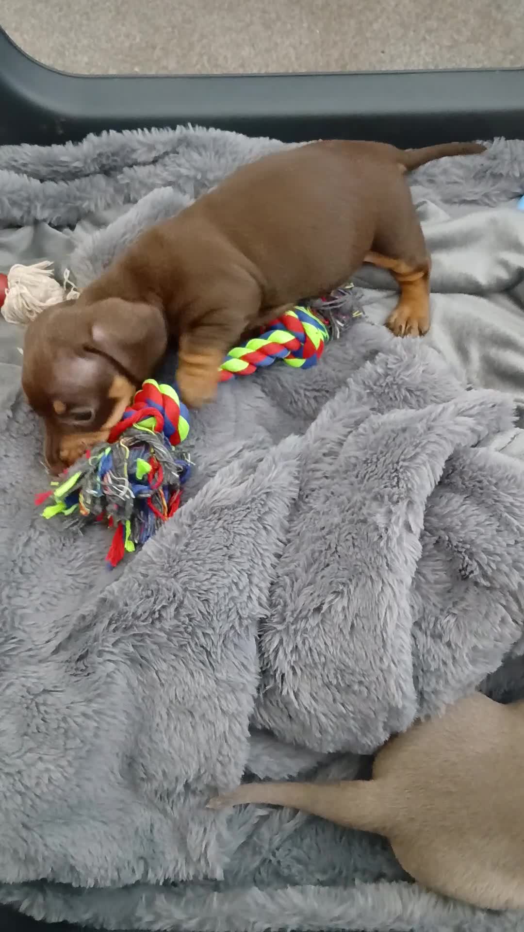 Miniature Dachshund dogs for sale: 2 beautiful boy miniature  dachunds  - Video 3