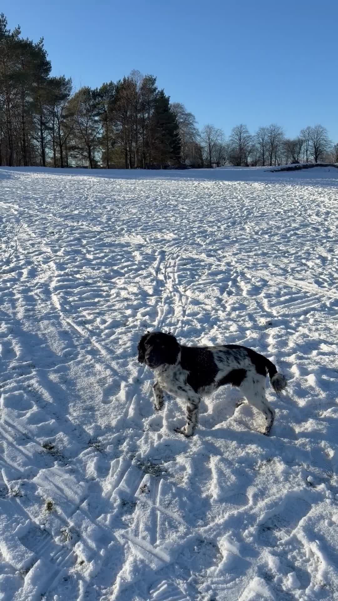 Cocker Spaniel dogs for sale: 4 year old cocker spaniel (Albie)  in Oldbury - Video 1