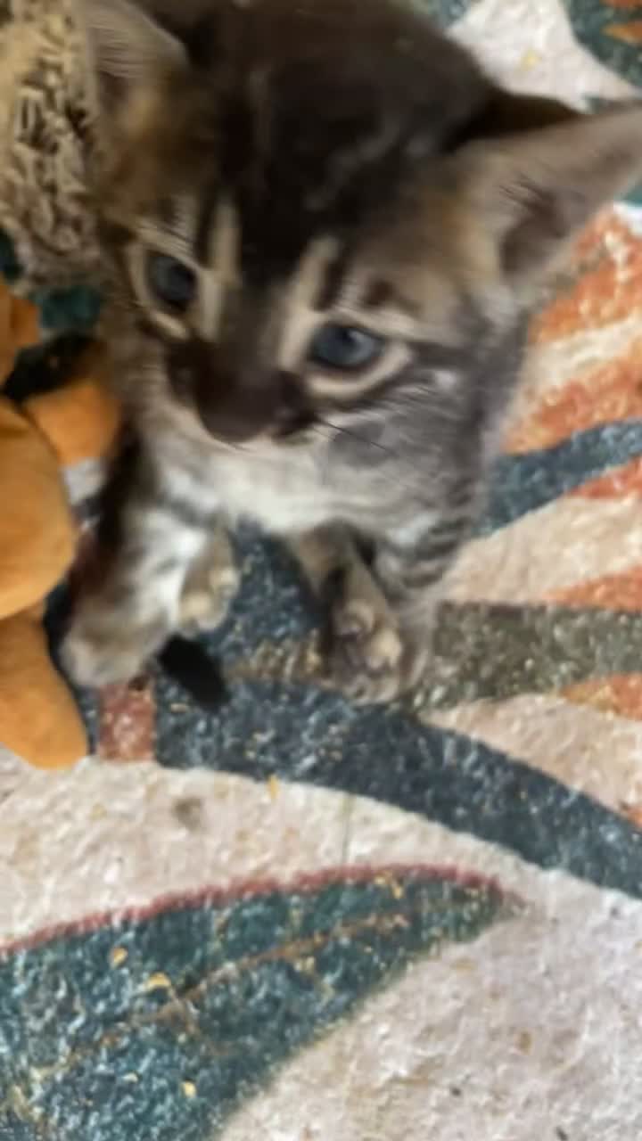Bengal cats for sale: RARE PEDIGREE BENGAL KITTEN 07542924995  - Video 1