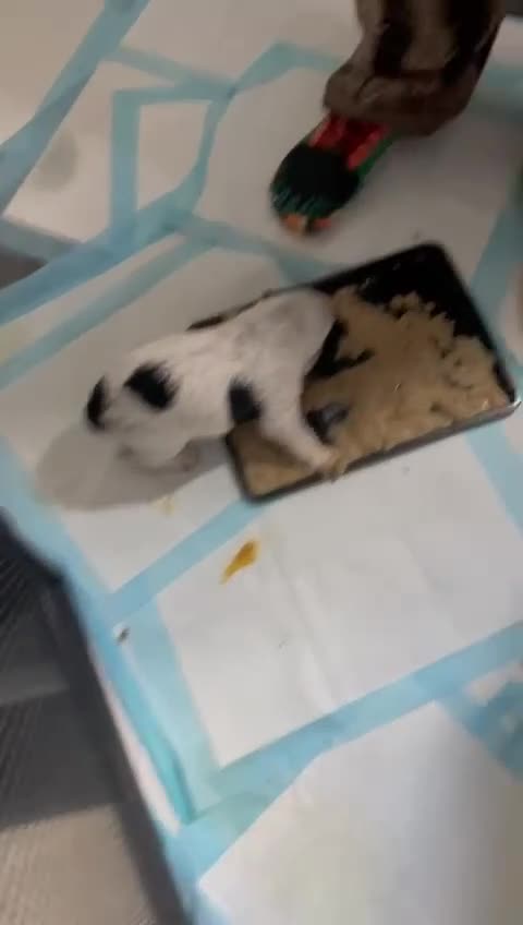 Cocker Spaniel dogs for sale: Health tested stunning litter of 6 - Video 1
