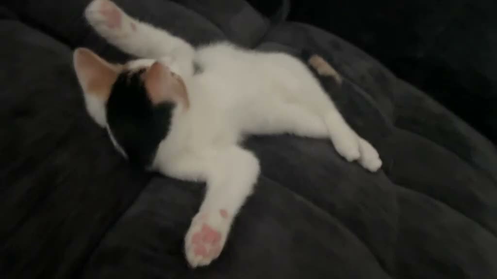 Mixed Breed cats for sale: 6 month old female calico kitten for sale in Liverpool - Video 1
