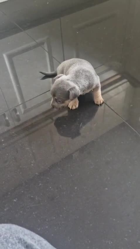 Jack Russell dogs for sale: Beautiful Lilac/Blue & Tan miniature wenlock puppy in Southend-on-Sea - Video 3