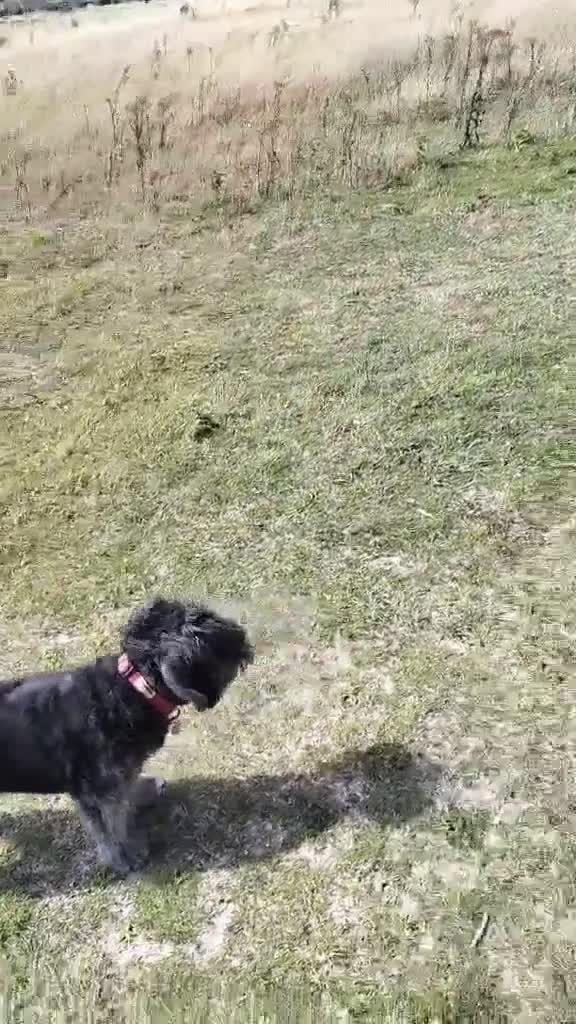 Japanese Shiba Inu dogs for adoption: Kyoto, 1 yr old female Shiba Inu X for adoption - Video 1