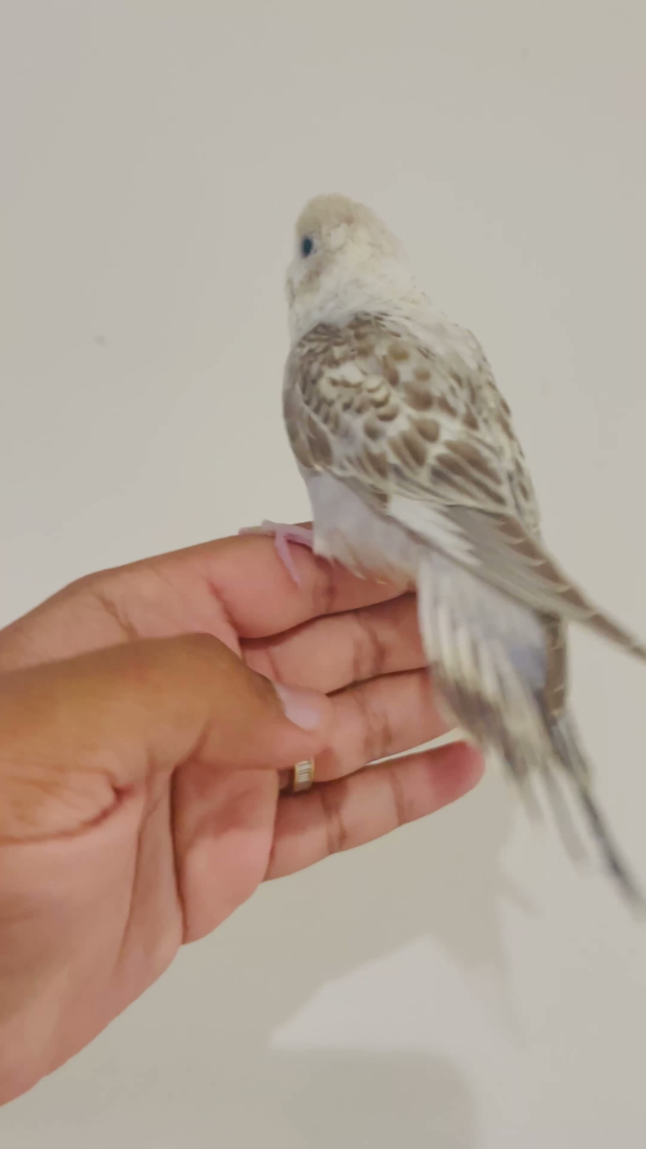Budgerigars birds for sale: Hand reared budgies for sale  - Video 1