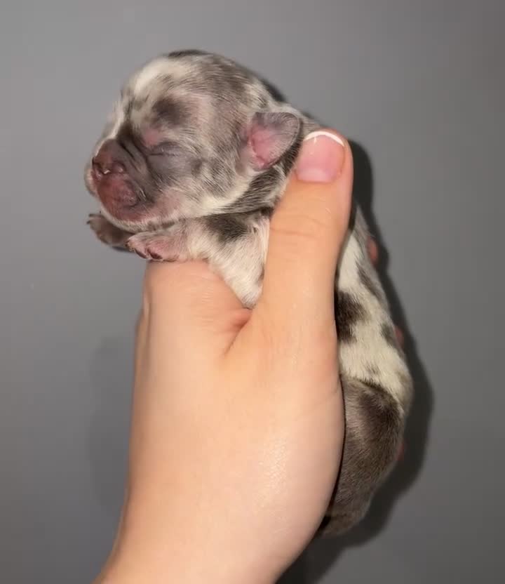 French Bulldog dogs for sale: Fluffy French bull dog puppys - Video 4