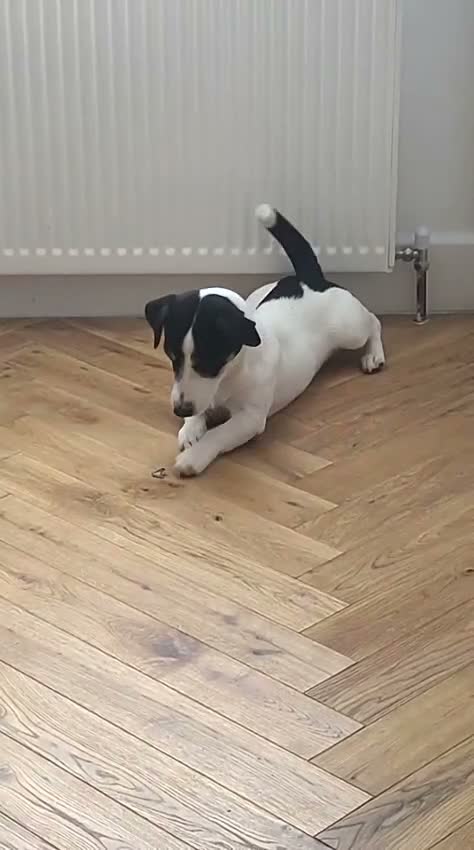 Jack Russell dogs for sale: 2-year-old cute Jack Russell in London - Video 1