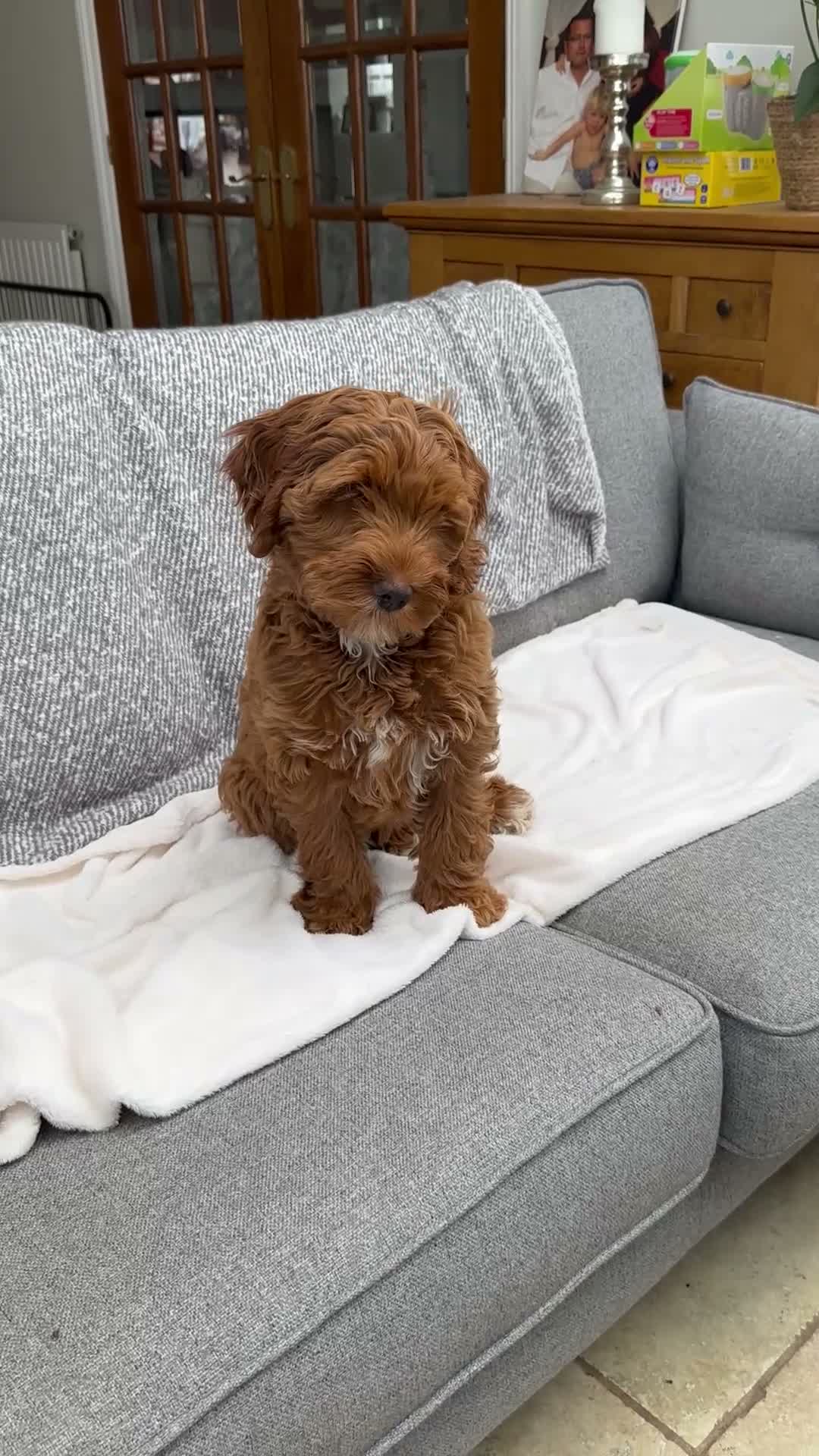 Mixed Breed dogs for sale: Australian Labradoodles RED/ WHITE TUX Girls  - Video 1