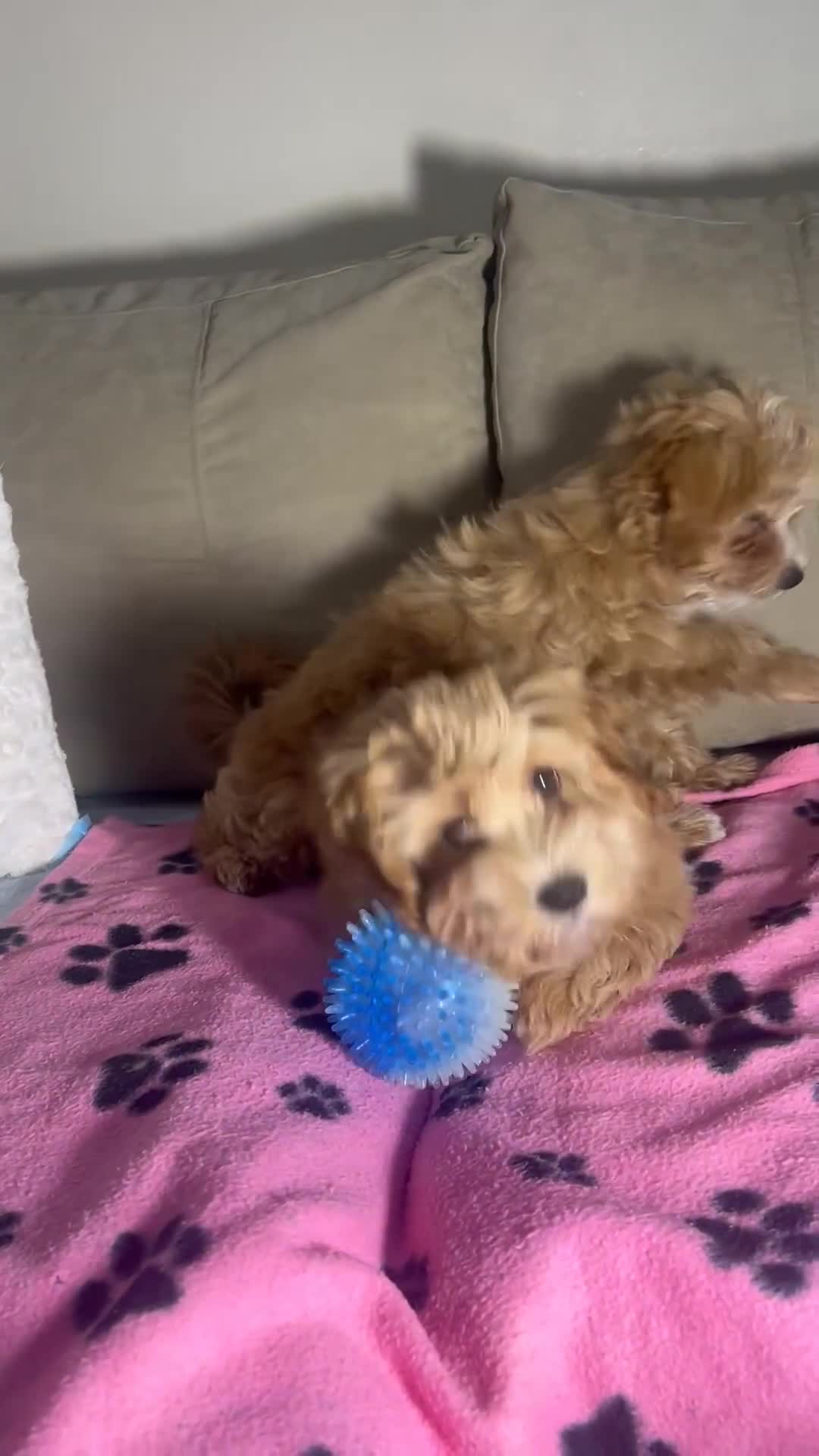 Poochon dogs for sale: 2 Male Poochon looking for loving home - Video 1